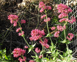 Centranthus ruber
